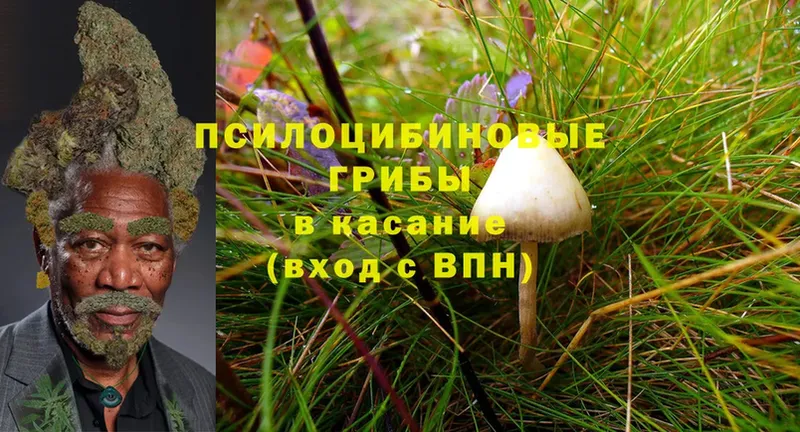 Псилоцибиновые грибы MAGIC MUSHROOMS  где купить наркоту  Моздок 