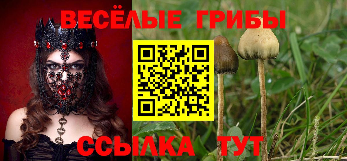 Галлюциногенные грибы Psilocybe Моздок